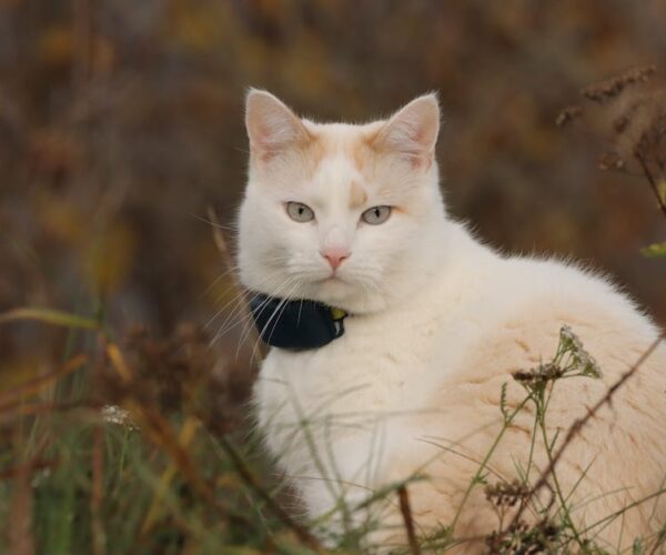 How Pet GPS Trackers Improve Your Pet’s Safety