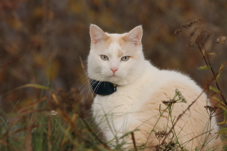 How Pet GPS Trackers Improve Your Pet’s Safety